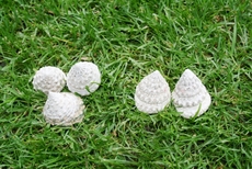 Muscheln-3+2.jpg
